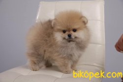 Aşılı Belgeli Boo Pomeranian Yavrular 2