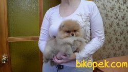 Aşılı Belgeli Boo Pomeranian Yavrular 3