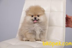 Aşılı Belgeli Boo Pomeranian Yavrular 1
