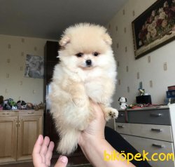 Aşılı Belgeli Eğitimli Boo Pomeranian 3