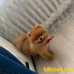 Aşılı Belgeli Mikroçipli Boo Pomeranian 1
