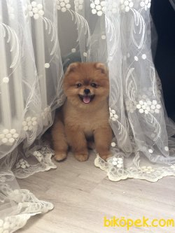 Aşılı Belgeli Mikroçipli Boo Pomeranian 3