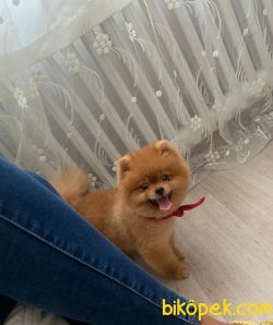 Aşılı Belgeli Mikroçipli Boo Pomeranian 2