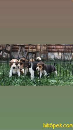 Aşılı Karneli Elizabeth Beagle Yavrular 1