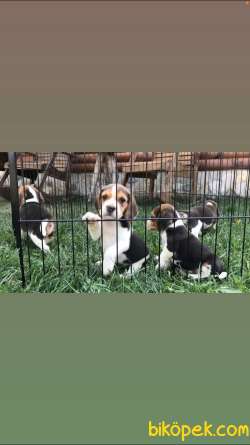 Aşılı Karneli Elizabeth Beagle Yavrular 2