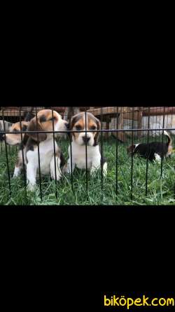 Aşılı Karneli Elizabeth Beagle Yavrular 3