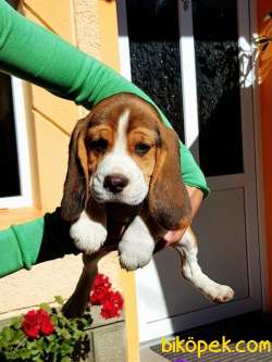 Aşılı Karneli Elizabeth Beagle Yavrular 2