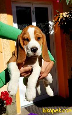 Aşılı Karneli Elizabeth Beagle Yavrular 1