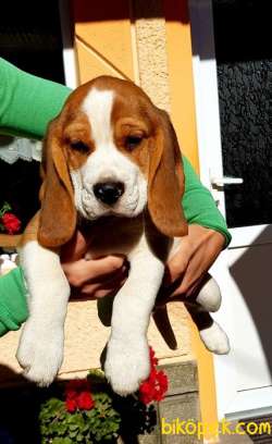 Aşılı Karneli Elizabeth Beagle Yavrular 3