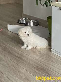 Aşılı Karneli Maltese Dişi Yavrumuz 3