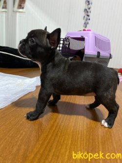 Aşılı Pasaportlu French Bulldog Yavrumuz 1