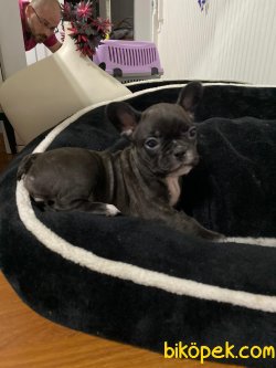 Aşılı Pasaportlu French Bulldog Yavrumuz 3