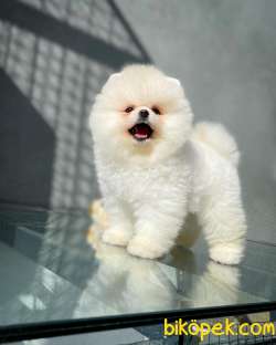 Aşırı Sevimli Pomeranian Boo Oğlumuz JOKER 3