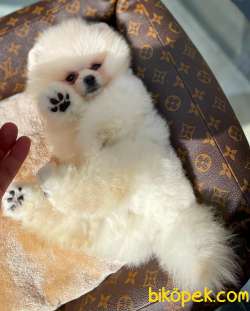 Aşırı Sevimli Pomeranian Boo Oğlumuz JOKER 5