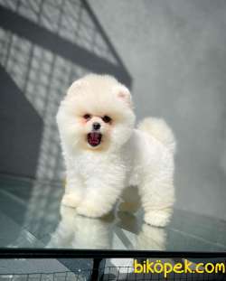 Aşırı Sevimli Pomeranian Boo Oğlumuz JOKER 2