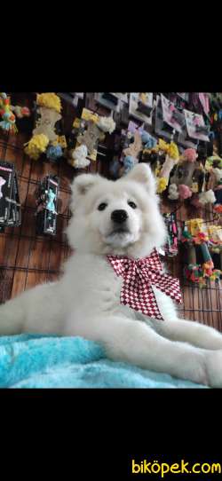 BURKEM'DEN GÜLÜMSEYEN SAMOYED YAVRULARI 5