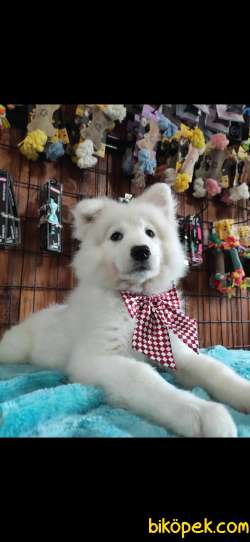 BURKEM'DEN GÜLÜMSEYEN SAMOYED YAVRULARI 3
