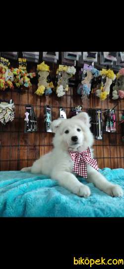 BURKEM'DEN GÜLÜMSEYEN SAMOYED YAVRULARI 4