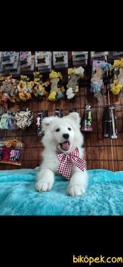 BURKEM'DEN GÜLÜMSEYEN SAMOYED YAVRULARI 2