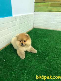 ASLAN PARÇASI OĞLUM TEDDY 4