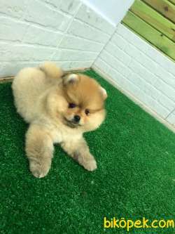 ASLAN PARÇASI OĞLUM TEDDY 1