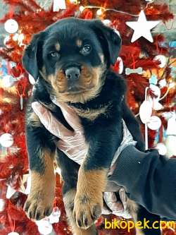 Aslan Parçası Rotweiller Yavruları Istanbul 1
