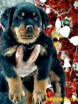 Aslan Parçası Rotweiller Yavruları Istanbul 4
