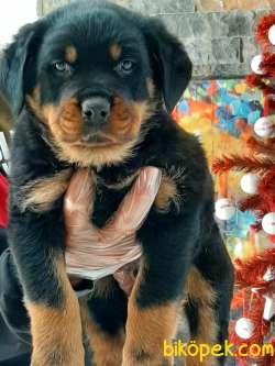 Aslan Parçası Rotweiller Yavruları Istanbul 3
