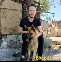 Atamam Geldiği Için Orjinal Alman Kurdumu Sahip Arıyorum 1