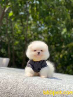 Atıcım Surat Pomeranian Boo Bebekler 2