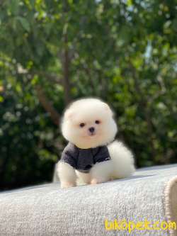 Atıcım Surat Pomeranian Boo Bebekler 5