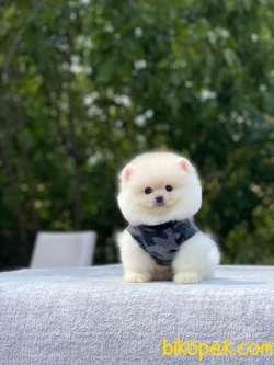 Atıcım Surat Pomeranian Boo Bebekler 4