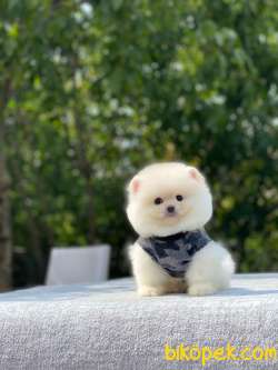 Atıcım Surat Pomeranian Boo Bebekler 3