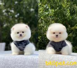 Atıcım Surat Pomeranian Boo Bebekler