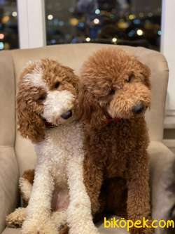 Australian Labradoodle Ve America Labradoodle Yavruları 1