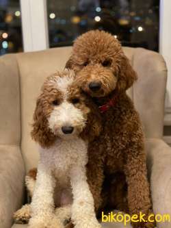 Australian Labradoodle Ve America Labradoodle Yavruları 2