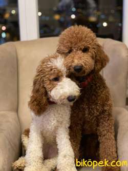 Australian Labradoodle Ve America Labradoodle Yavruları 5