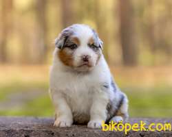 Avustralya Çoban Köpeği Yavruları 3