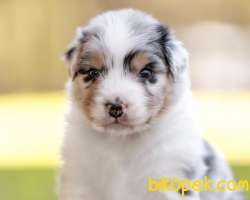 Avustralya Çoban Köpeği Yavruları