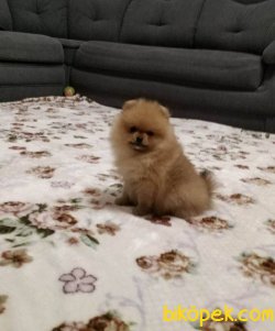 Ayı Surat Bebek Pomeranian Boo 3