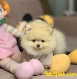 Ayı Surat Belgeli Boo Pomeranian Yavrular 1