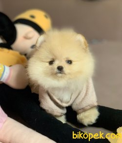 Ayı Surat Belgeli Boo Pomeranian Yavrular 2