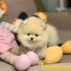 Ayı Surat Belgeli Boo Pomeranian Yavrular 3