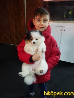 Ayı Surat Boo 3