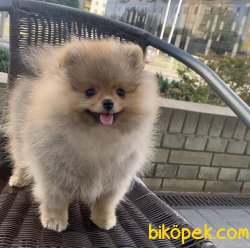 Ayı Surat Boo Pomeranian 2
