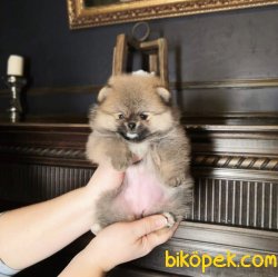 Ayı Surat Boo Pomeranian 3