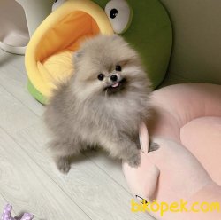 Ayı Surat Boo Pomeranian 1