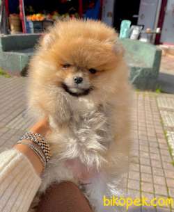 Ayı Surat Boo Pomeranian Mini Boy Yavrular 2