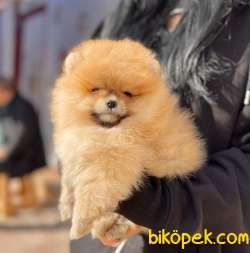 Ayı Surat Boo Pomeranian Mini Boy Yavrular 1