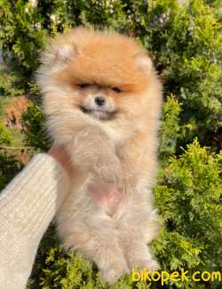 Ayı Surat Boo Pomeranian Mini Boy Yavrular 4